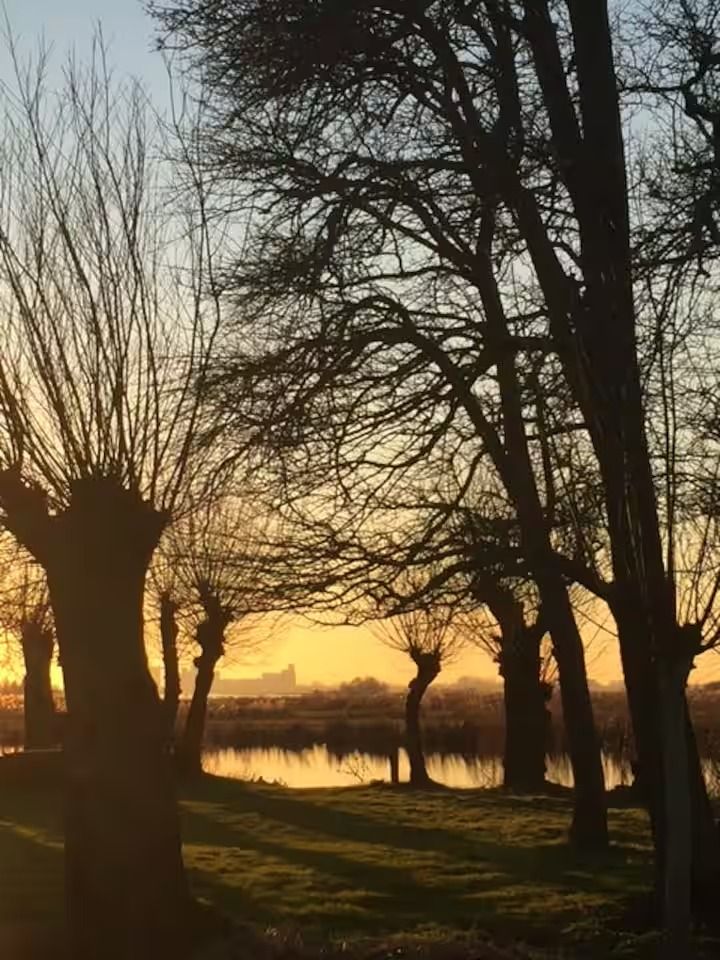 Knotwilgen langs het water bij laag licht