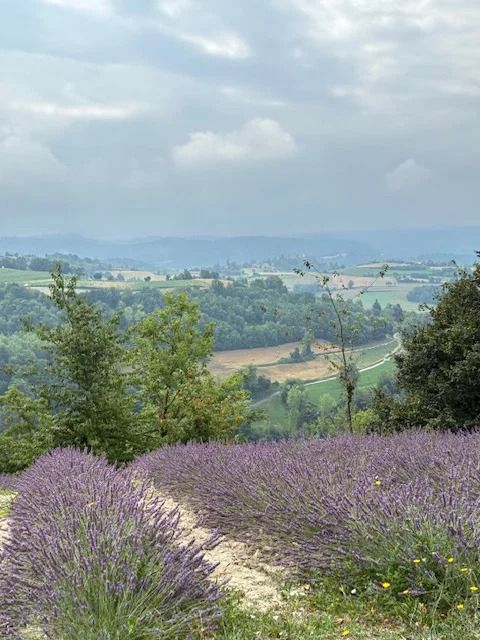 Lavendel met uitzicht over de heuvels