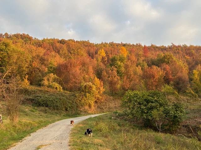 Pad door het herfstbos met twee honden