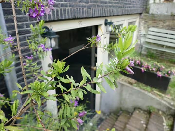 Het souterrainraam met bloemen